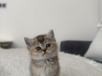 Golden british shorthair yavrular