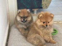 Pomeranian Yavrular