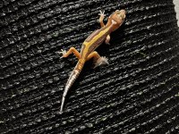 Leopard gecko