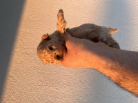 Kore minik toy Poodle oyuncak