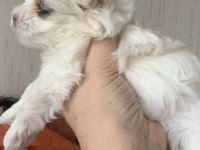 SAF KORE KANI MALTESE 3 AYLIK DİŞİ