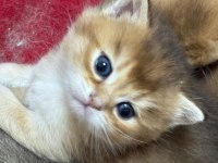 Golden British Shorthair Yavrular
