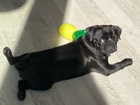 Eğitimli siyah pug