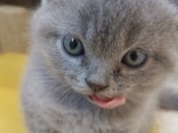 Uygun sahiplendirilecek british shorthair yavrular