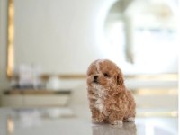 ÇOCUKLARIN MUTLULUĞU TOY POODLE BEBEKLERİM