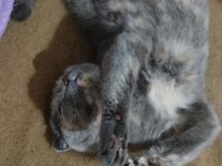 Scottish fold dişi kedimiz