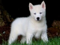 Egzotik Renk Seçenekleri İle Husky