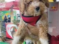 2 Aylık Maltipoo