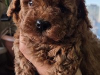 POODLE YAKIŞIKLIMIZ