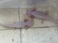 Axolotl semender 17-18 cm