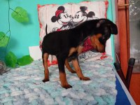 Pinscher minyatür