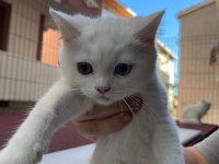 Van British Shorthair Karmasi 2 Aylık Dişi