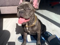 1 Yaşında blue dişi french bulldog sahiplendirilecek