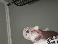 Pamuk pekinez köpekler