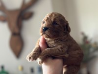 Irk Garantili Toy Poodle bebekler