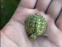 Fişek Gibi Hareketli Kaplumbağa Yavrular