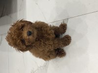 Güzellik abidesi toy poodle yavrumuz