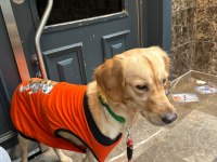 Bu tatlı golden retriever kıza yuva arıyoruz