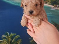 Sevimli maltipoo