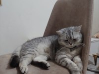 Eşyaları mevcut