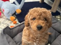 Poodle yavru 2.5 aylık