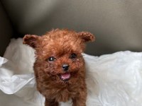 Teacup Poodle Yavru Köpekler