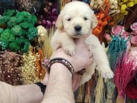 Baby Face Golden Retriever Bebekler