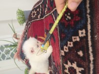 Erkek Golden Point British Longhair