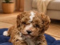 Maltipoo Dişi Erkek
