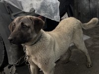 Kangal kırması köpeğimiz