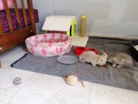 Bebek British Shorthair Yavrularım