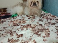 Nadir renk terrier
