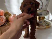 Ruhsatlı Ve Onaylı Çiftliğimizden Poodle Yavruları