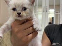 British Shorthair Kediler