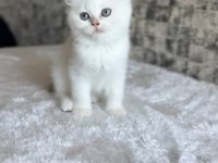 British shorthair dişi kedim