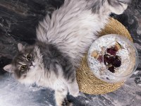 7 AYLIK BRİTİSH LONGHAİR DİŞİ KEDİMİZ
