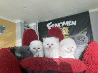 TOP KAFA SCOTTISH FOLD YAVRULARI FENOMEN PET SHOP