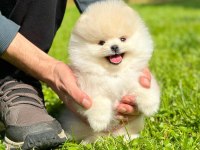 Pomeranian Mini boy