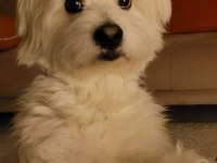 Tatlı Maltipoo yavrular