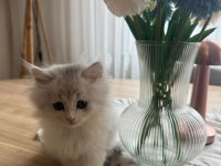 British Longhair 3 Aylık
