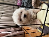 Orjinal kore kan büyümeme garantili maltipoo teacup
