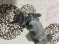 9 aylık eğitimli sahibinden british shorthair