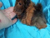 Üreticiden Safkan Guinea Pig Yavrular
