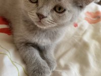 Gri british shorthair