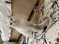 British shorthair kedimize yuva arıyoruz dişi beyaz