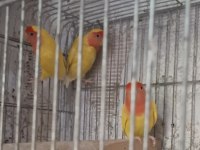 Sevda ve cennet papağanı takım