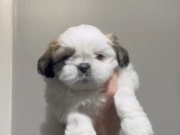 Muhteşem kaliteli shih tzu yavrularımız