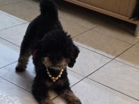 ÇOK ÖZEL TOY POODLE KIZIMIZ