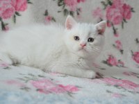 British shorthair yavruları