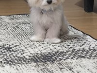 Sadece 1100 Gram Maltese